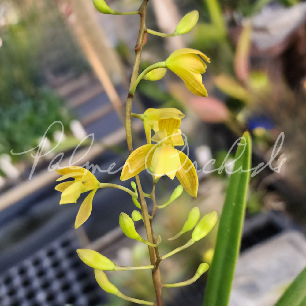 Encyclia rufa — Palmer Orchids